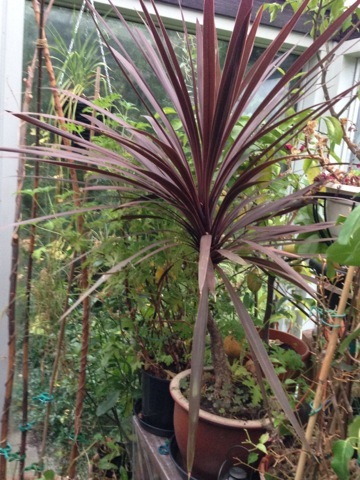 Kålpalme - Cordyline Australis Purpurea | Palmer Mette's Blomster