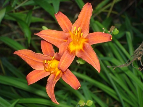 DSC02652