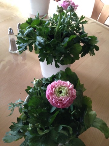 Planter og blomster