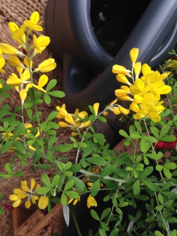 Planter og blomster