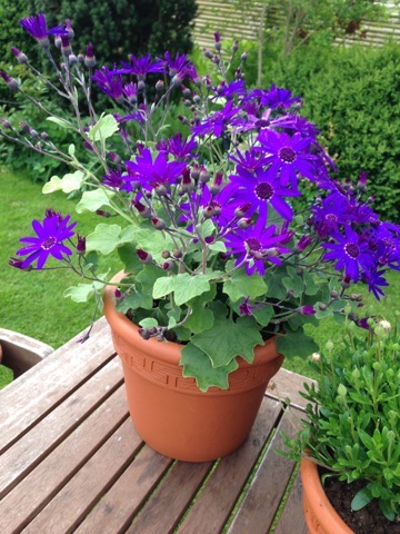 Planter med blå blomster Planter med blå blomster