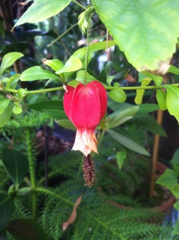 Planter og blomster