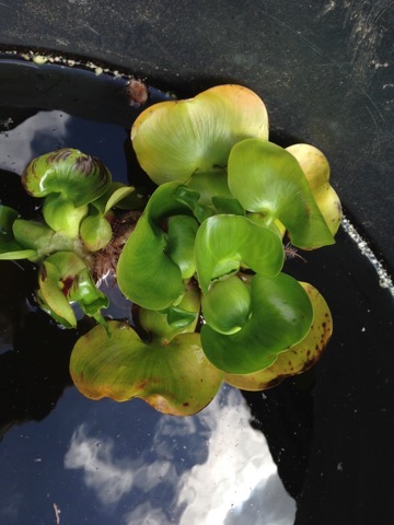 IMG_8184