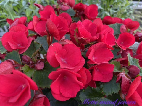 Stueplanter Blomster Mette's Blomster