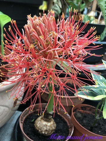Forsømme Træ Glad Barberkost - Haemanthus. Scadoxus multiflorus | Stueplanter Blomster |  Mette's Blomster