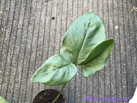 IMG_8218
