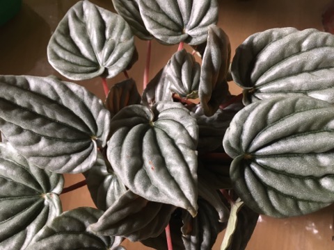 bilka stueplanter bilka stueplanter