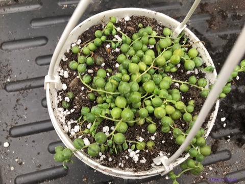 Perler snor - Senecio rowleyanus. | Stueplanter Grønne | Blomster