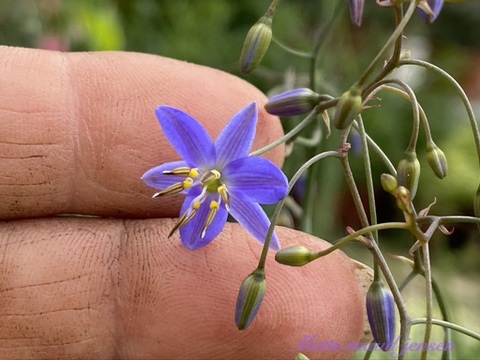 | Mette's Blomster