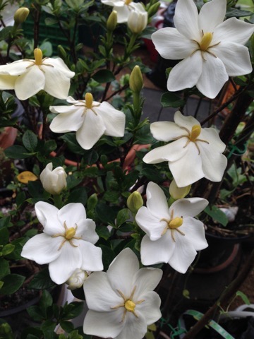 - Jasminoides | Udestueplanter | Mette's Blomster