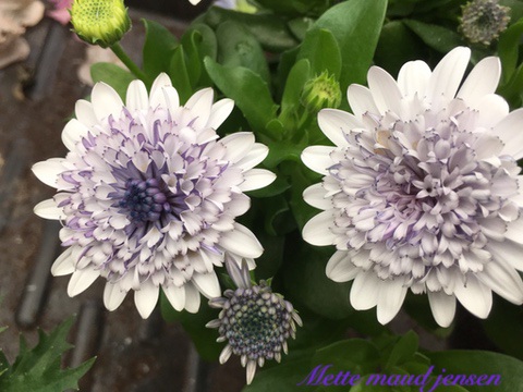 6BB37FB6-340D-423A-B6A4-BBA6789DCAD4_1_105_c