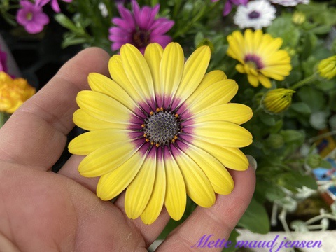 D0535E77-AB27-456C-B900-520AB357DC1B_1_105_c