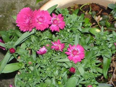 DSC02654