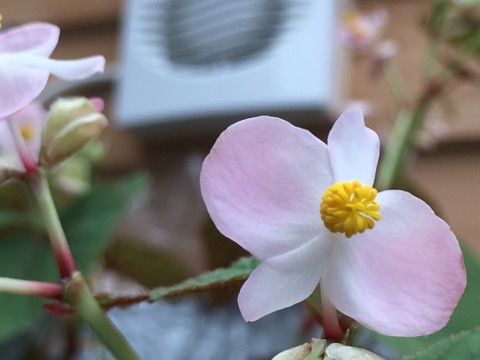 IMG_2262