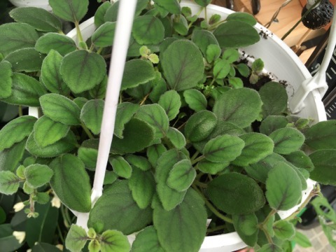 IMG_1590