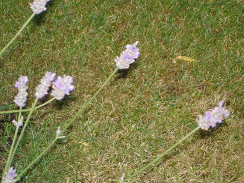 DSC02272