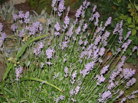 DSC02293