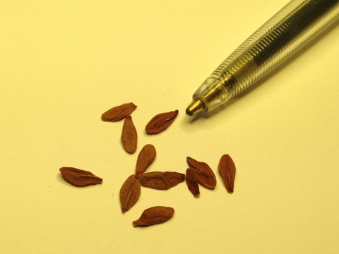 sorg Generator Til fods Frø A | Fra frø til blomst + Såvejledning + Fremgangsmåde - Seeds | Mette's  Blomster