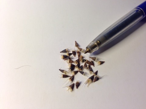 IMG_5561