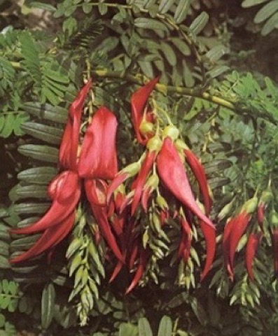 SafariScreenSnapz162 (1)