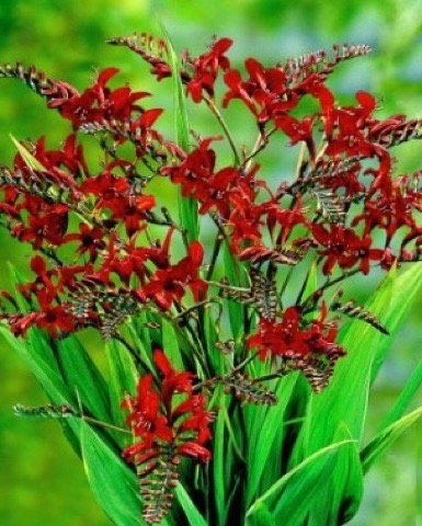 montbretia løg montbretia løg