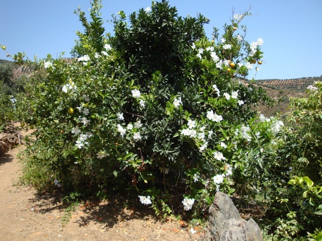 DSC04778